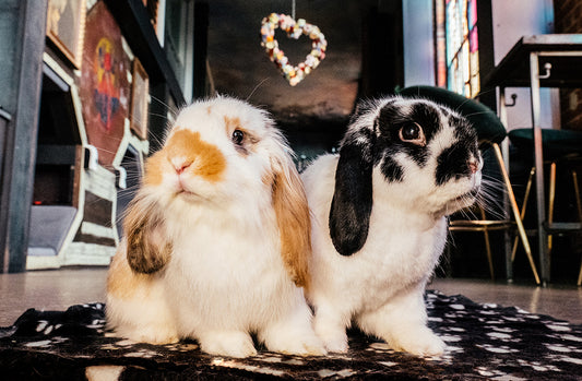 HAPPY EASTER