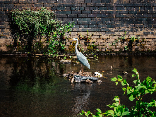 WHAT HAVE YOU SEEN FROM OUR BALCONY?