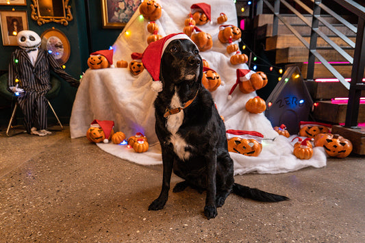 Festive Furry Friends